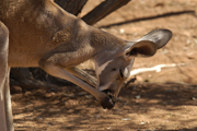 alice springs kangourou
